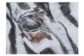 Oeil de z&egrave;bre