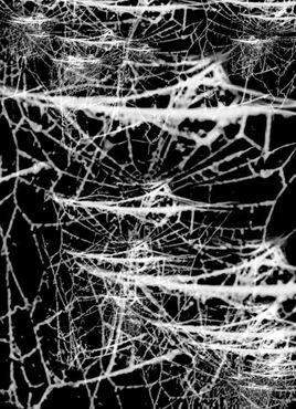 Spider Web 3 ©