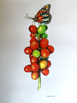 Fruits du café avec la monarque cubaine