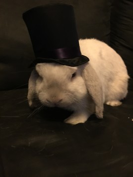 Flocon "le magicien " bientôt dans vos salles.