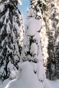 Chiens de tra&icirc;neau 5