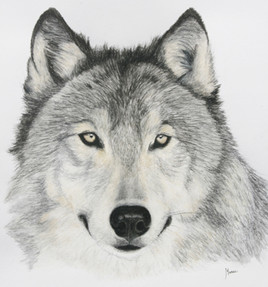 Le loup gris