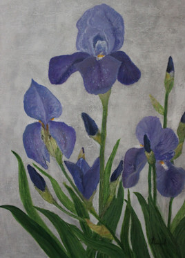 Iris Bleus