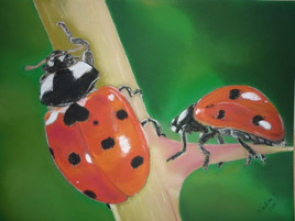 Coccinelles