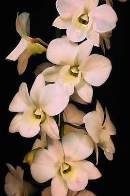 Orchidée hybride de Dendrobium biggibum
