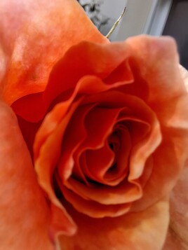 Rose du matin.
