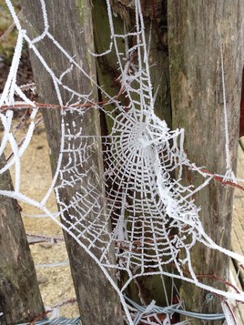 La derni&egrave;re toile de 2016