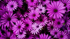 "Alegr&iacute;a de vivir"