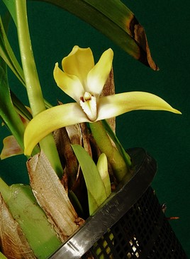 Orchidée du Vénézuela