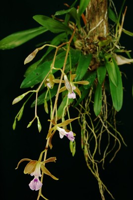 Encyclia bipapularis