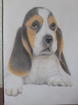 Petit  basset