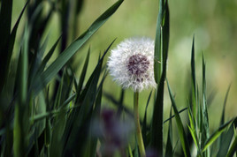 v&eacute;g&eacute;tal