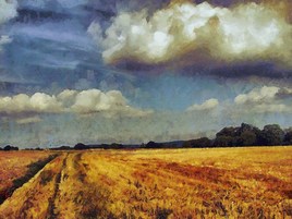 Champs de bl&eacute;s