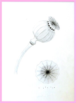 Pavot à opium (Papaver somniferum) fruit-graines / Drawing Opium poppy fruit and seeds