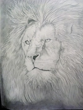 lion d'afrique