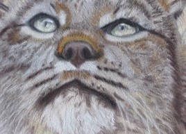 gros plan lynx