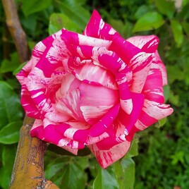 Rose de Broceliande