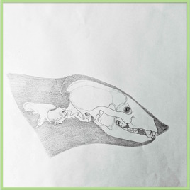Crâne d’un blaireau (Meles miles) 2/2 / Drawing Badger’s skunk 2/2