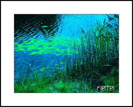 Photo N&eacute;nuphar 2