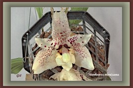 Orchidées - Stanhopea marizana