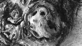 Noyer-têtard (taillé en têtard, arbre vivant.)