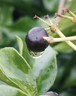 fruit du li&eacute;re avec goutte