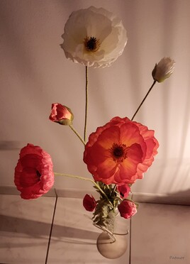 Gentil coquelicot nouveau