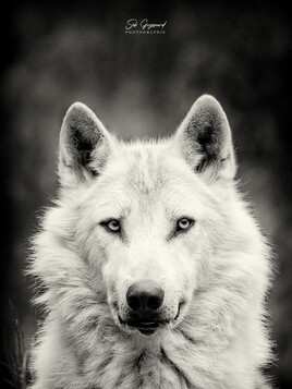 Loup Blanc
