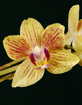 Orchidée hybride chinois.
