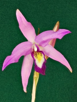 Orchidée du sud du Mexique