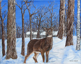 White tail at the sugar shack