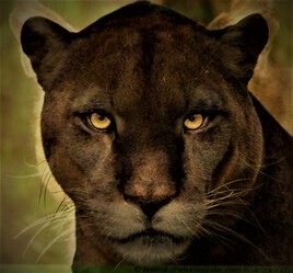 Puma-Panthère noire