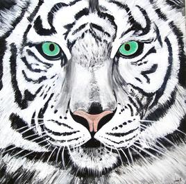 Tigre blanc.