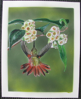 colibri scintillant et fleurs