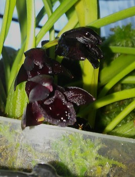L'orchidée noire?