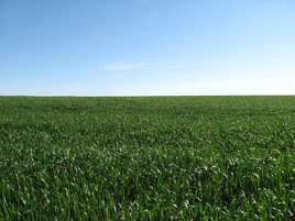 campagne de seyre 2009