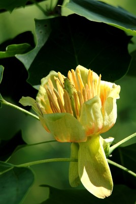 Liriodendron (tulipier)