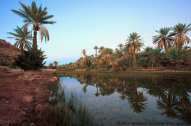 Reflection Of Infinite Palm