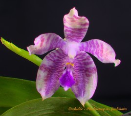 Orchidée - Phalaenopsis fimbriata
