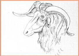 Le bélier, Pisanello  / Drawing : the rame of Pisanello