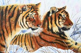 Les tigres de Sibérie (pas en vente)