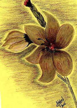 Orchid&eacute;e