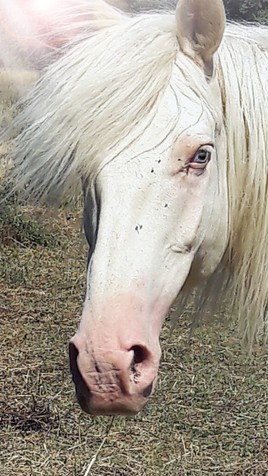 le cheval albinos