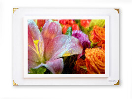 Le printemps est revenu