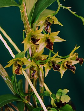 Orchidée  de Papouasie Nouvelle Guinée.
