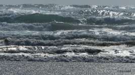Les vagues.