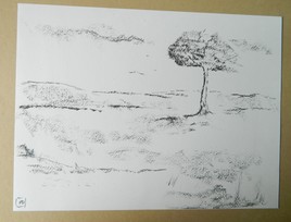 " La solitude de l'arbre"