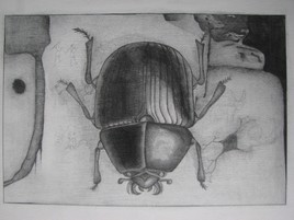 "G&eacute;otrupe stercoraire"