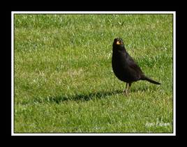 surveillance du merle