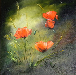 Coquelicots en liberté